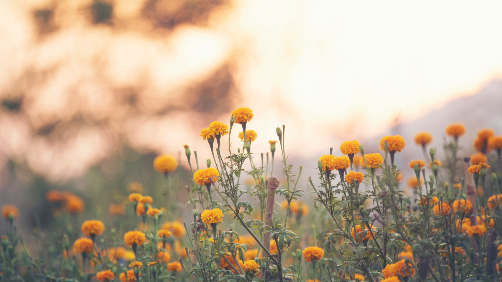 Melbourne Functional Naturopath